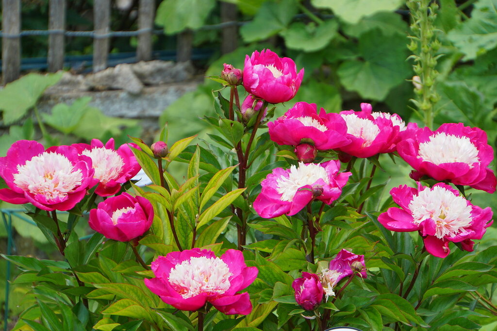 Пион Уайт Кэп